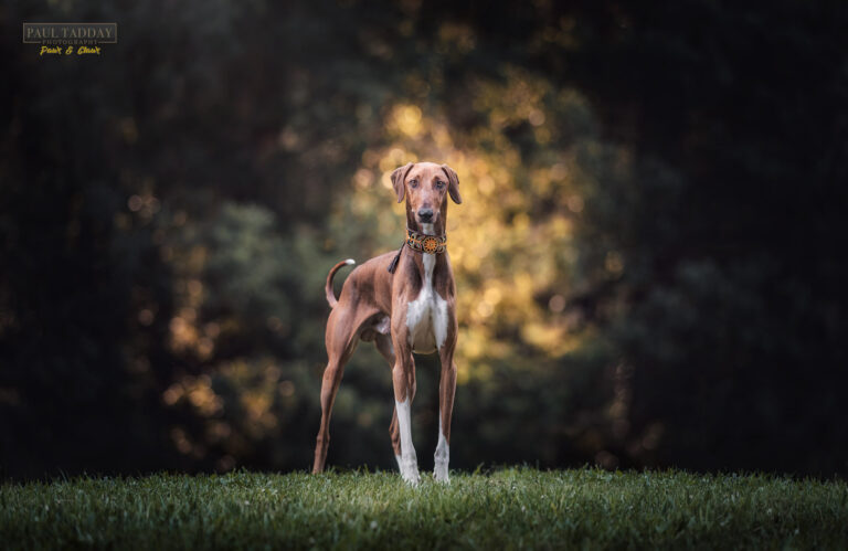 Denni Azawakh 231222 sm 10 768x499