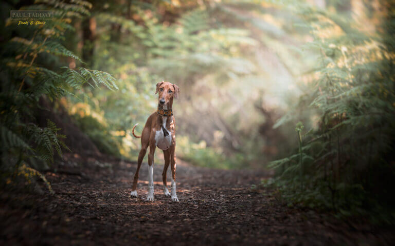 Denni Azawakh 231222 sm 11 768x480