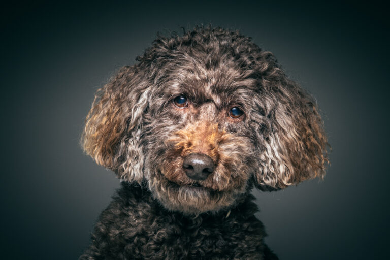 Dog Portraits 10 768x512