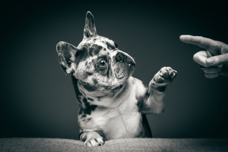 Dog Portraits 4 768x512