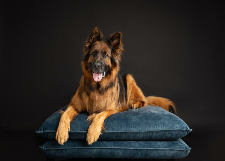 DogPhotographerMelbourne1 768x548