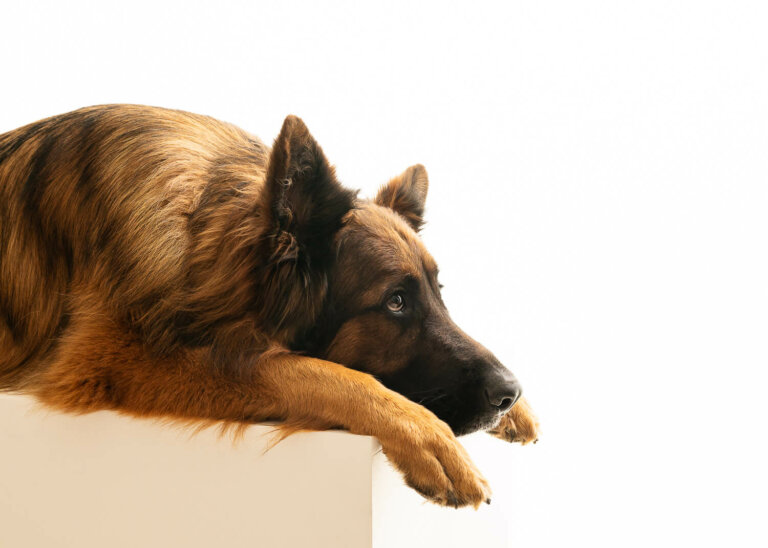 DogPhotographerMelbourne6 768x548