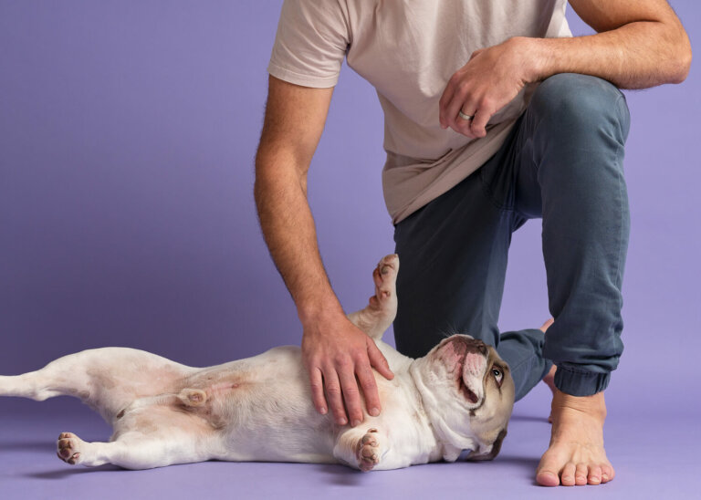 DogPhotographyMelbourne4 768x548