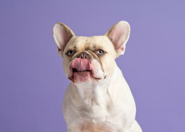 DogPhotographyMelbourne6 768x548