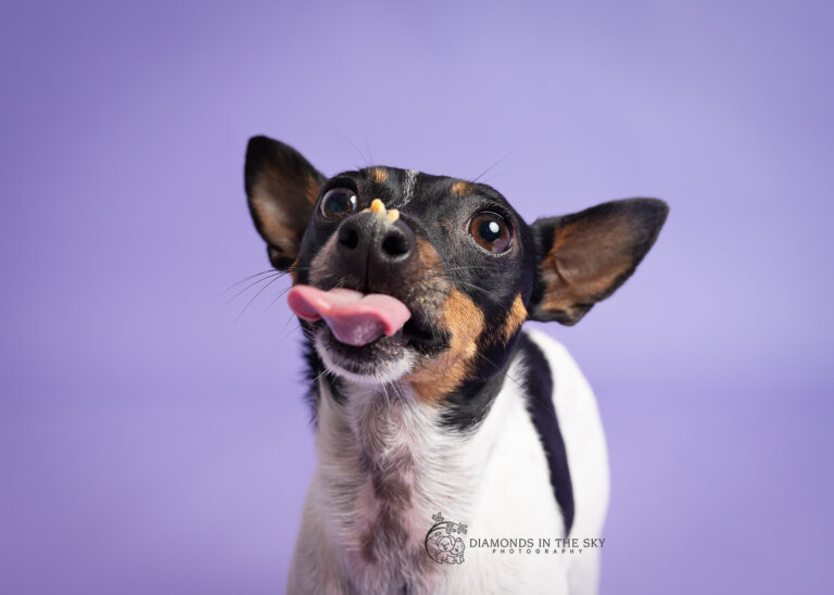 DogphotographerPointCook5 768x548