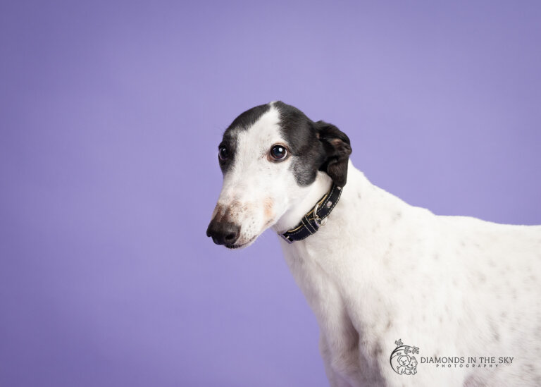 DogphotographerPointCook6 768x549