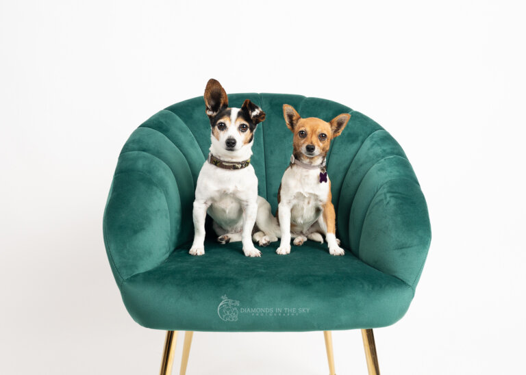 Dogphotographymelbourne 768x548