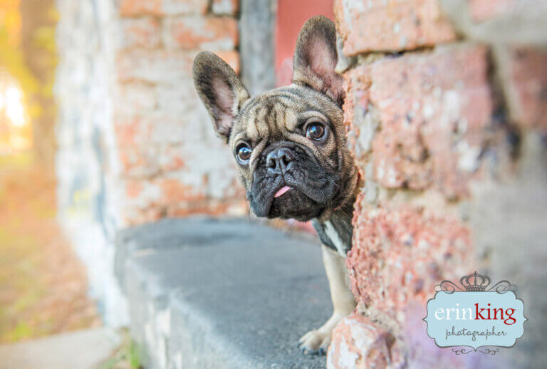 Frenchie dog pet photography Frenchie dog pet photography