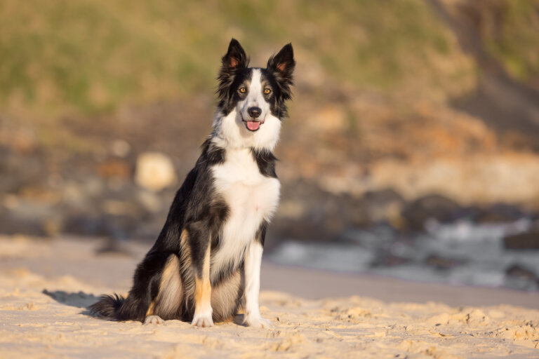 English Border Collie Sitting on Cellito Beach 768x512