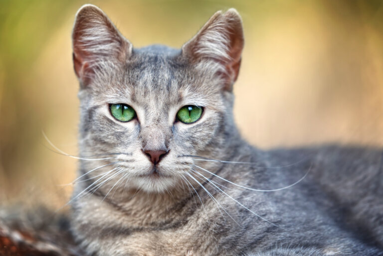 Esmerelda reized 768x514