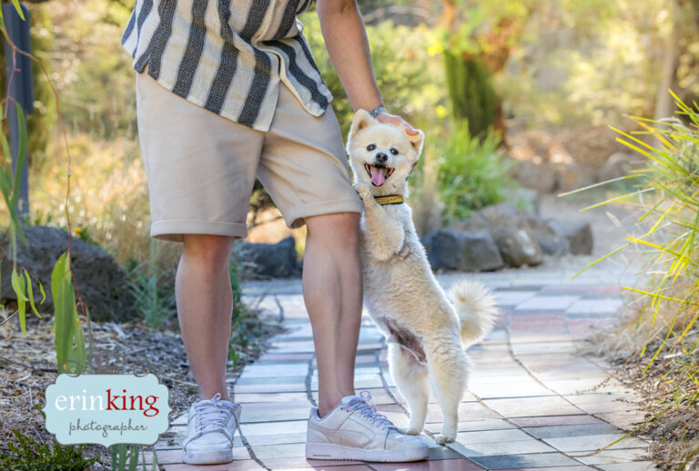 Pomeranian dog - pet photography Pomeranian dog - pet photography