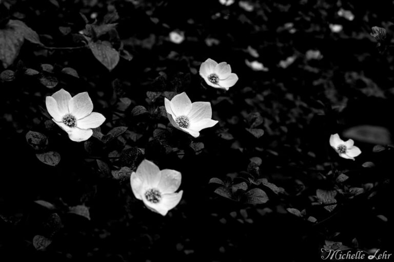 Fine Art Landscapes 9 768x512