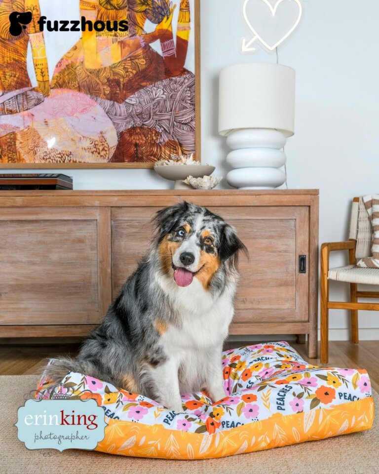 Commercial Pet Photography Commercial Pet Photography