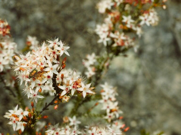 Girraween NP Photo Jane Hodges 768x576