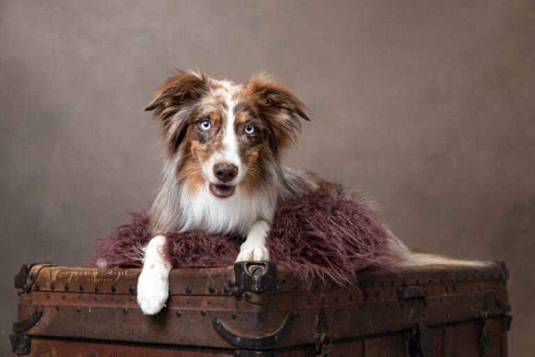 Gold Coast Dog photography.44 768x512