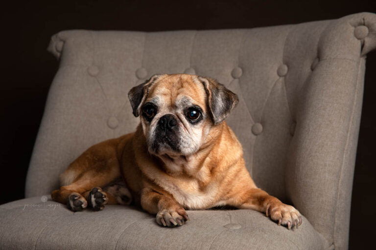 Gold Coast Dog photography.47 768x512