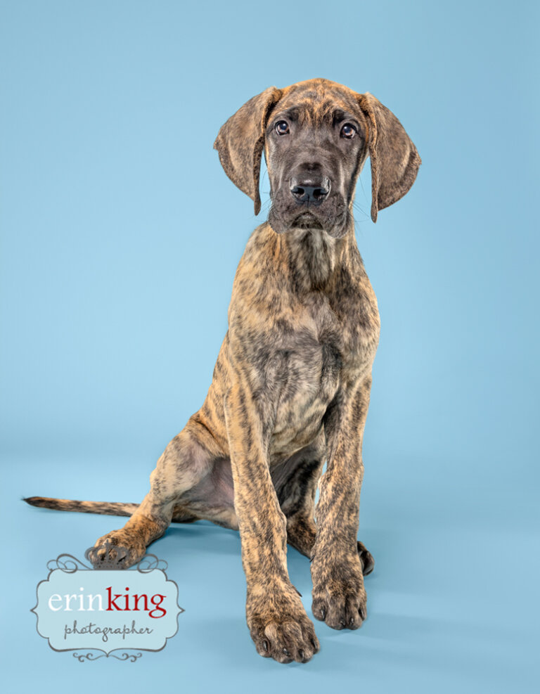 Great Dane puppy - studio pet photography Great Dane puppy - studio pet photography