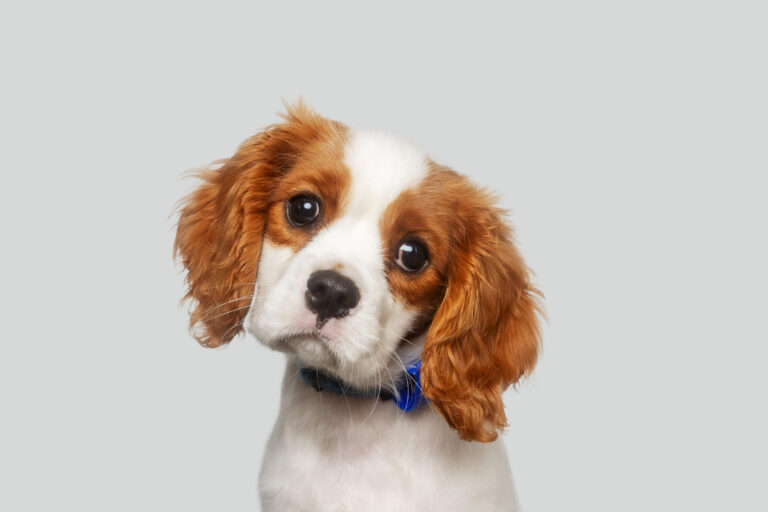 Henry gradjun2 768x512