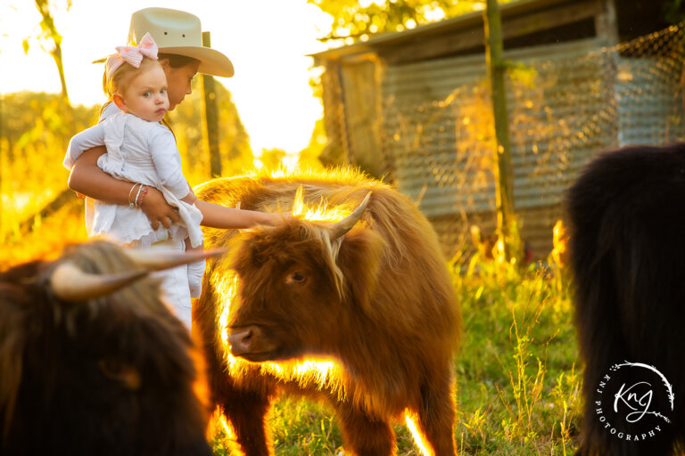 Highland cattle and photoshoots 768x512