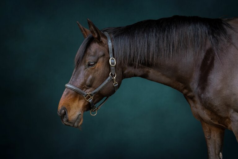 IMG 9963 7 Edit 6 768x512