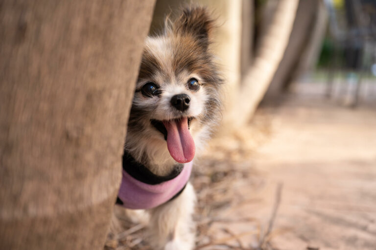 InhomedogphotographyMelbourne8 768x511