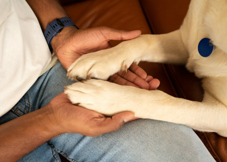 InhomedogphotoshootMelbourne12 768x548