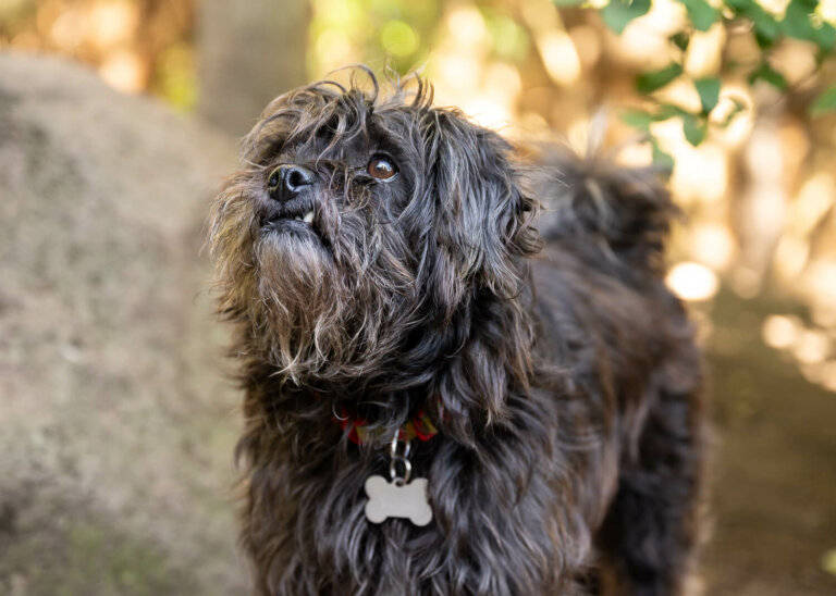 InhomepetphotographyMelbourne121 768x548