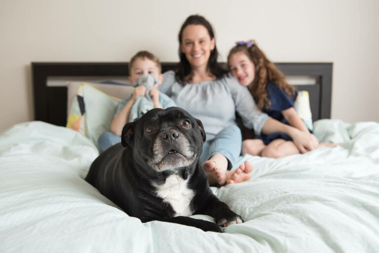 InhomepetphotographyMelbourne13 768x513