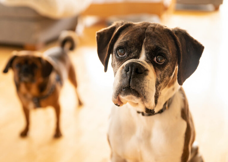 InhomepetphotographyMelbourne18 768x548