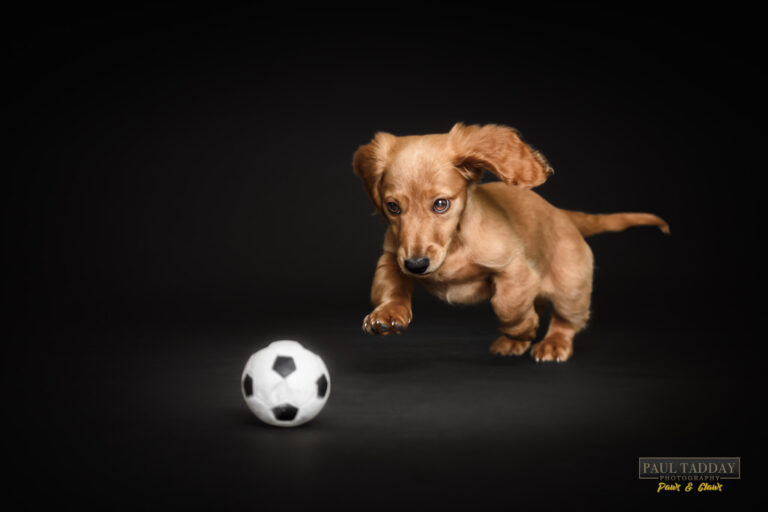 Katsu Long haired Dachshund 300722 Paul Tadday Photography FB 25 768x512