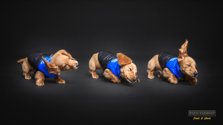 Katsu Long haired Dachshund 300722 Paul Tadday Photography FB 9 768x432