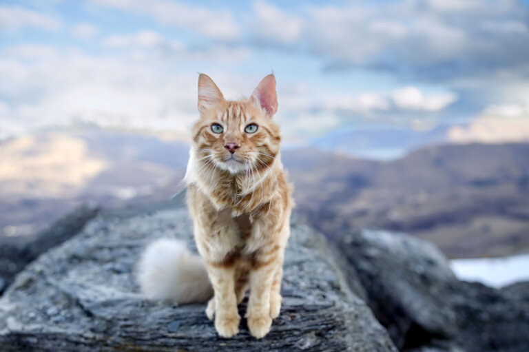 Kodasample copy 768x511