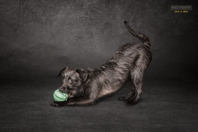 Lace Greyhound X Mini Poodle 230722 facebook 6 768x512