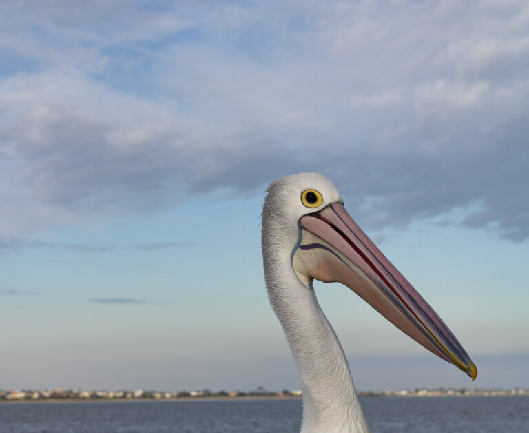 Laura Collins Pelican 1 768x628