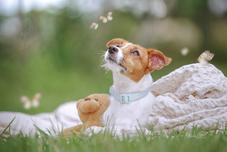 Lilo logo resize white butterflies resize logo 768x513