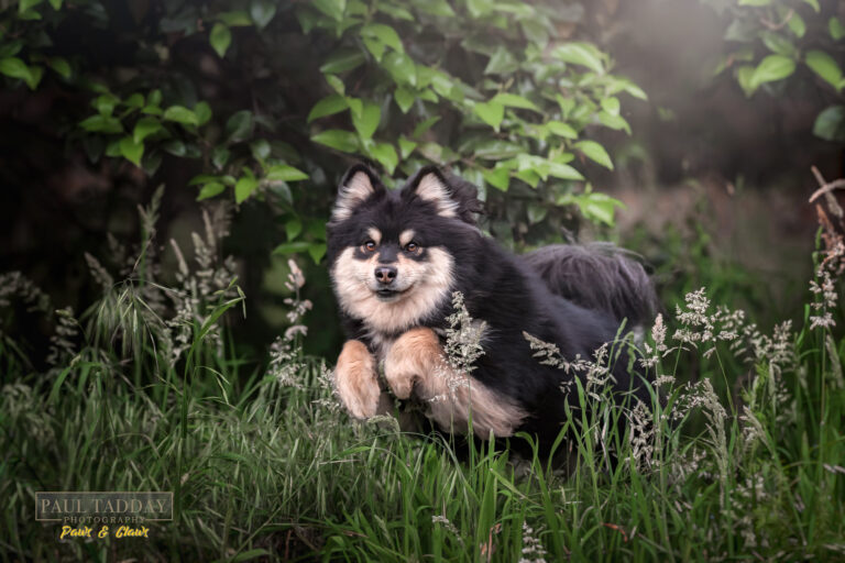 Lily Teddy Finnish Lapphunds 121122 81023 copy 768x512