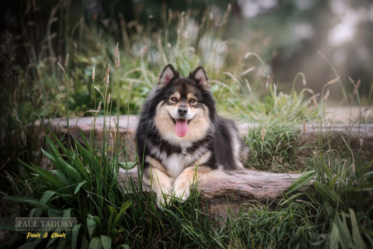 Lily Teddy Finnish Lapphunds 121122 81180 Edit Edit Edit 768x512