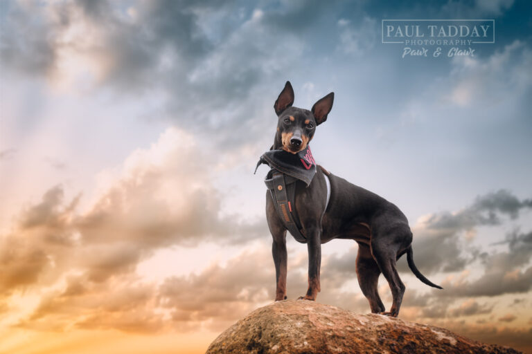 Lizzie English Toy Terrier 180222 81559 Edit 768x512