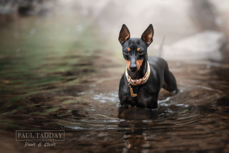 Lizzie English Toy Terrier 180222 82051 Edit 768x513