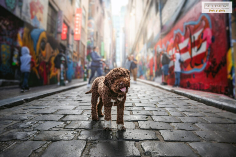 Lola Lagotto Romagnolo 240422 sm 1 768x512