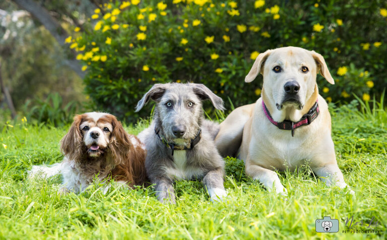 LucyNarlaMillieweb 768x476