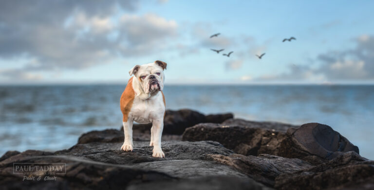 Luna Bulldog 111221 71027 Pano copy 768x390