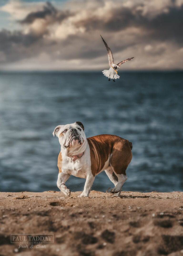 Luna Bulldog 111221 71361 Edit 768x1075