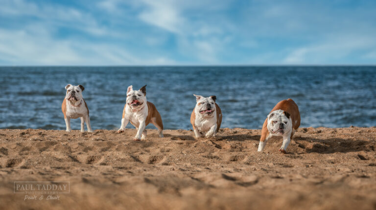 Luna Bulldog 111221 71364 Edit 768x430