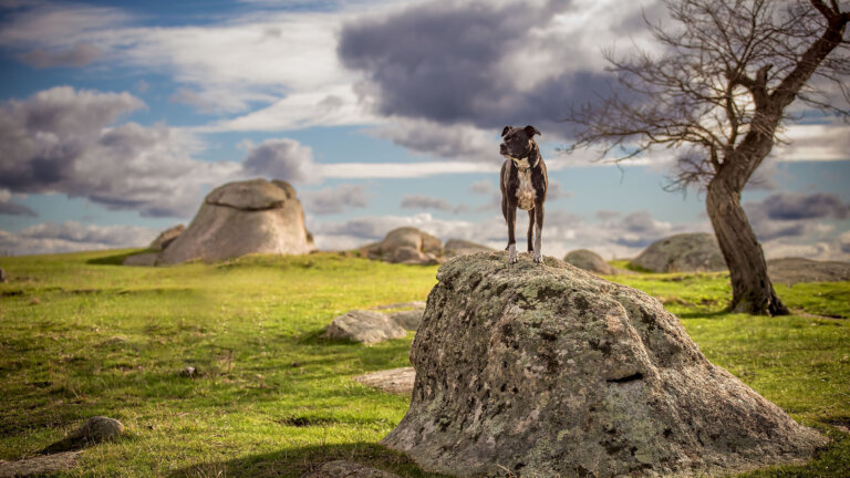 LunaonRocksPano1 copy 768x432