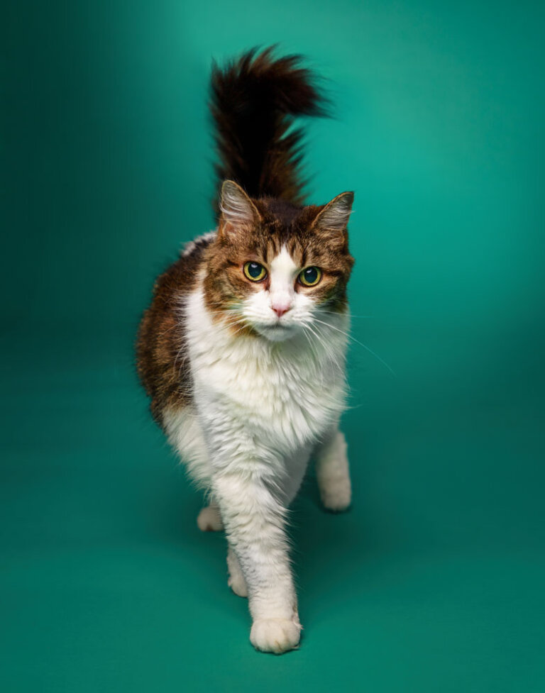 MEPP Cat Portrait 2 768x977