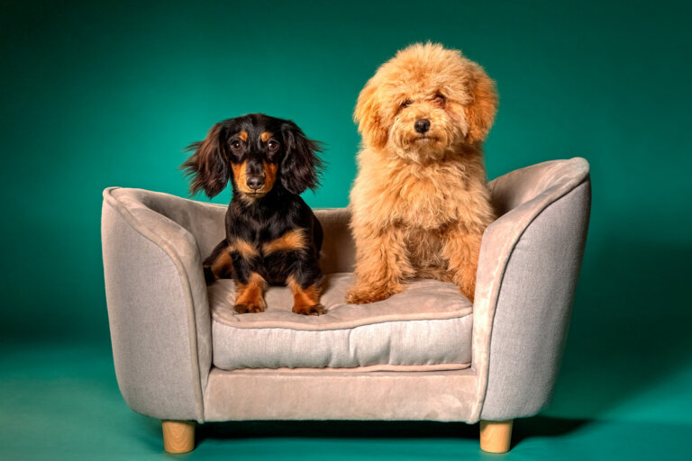 MEPP Dogs MiniDashchund ToyPoodle Puppies Portrait 768x512