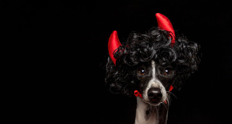 MEPP ItalianGreyhound Dog Halloween Devil 768x411
