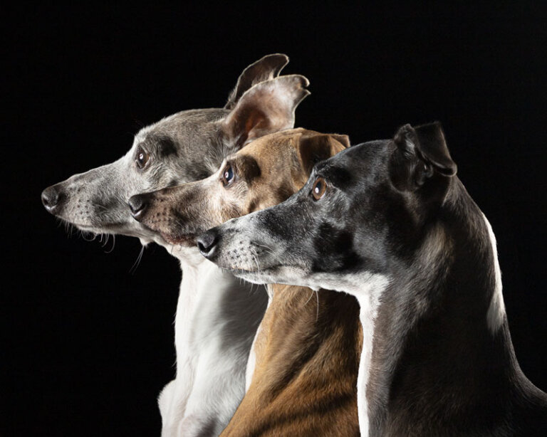 MEPP ItalianGreyhounds Dogs Portrait IMG 4829 768x614