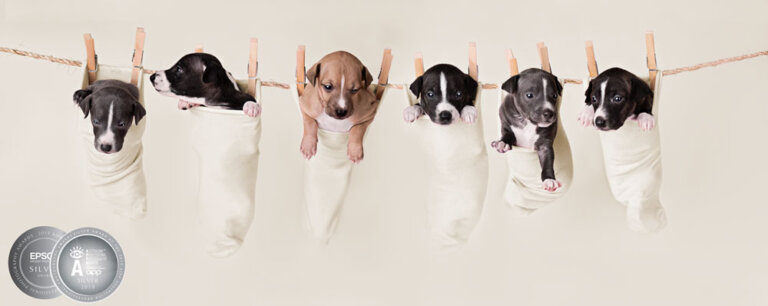 MEPP ItalianGreyhounds Puppies Dogs Awards SQ 768x306